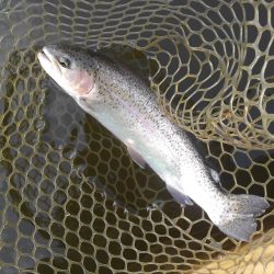 大安トラウトレイク 釣果